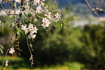 Wall Mural - background of spring almond blossoms tree. selective focus