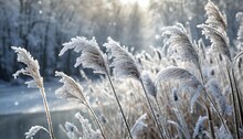 winter frosty sunny day on the river against the background of other plants the escapes of a typha covered with crystals of white hoarfrost