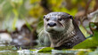 © Jan - An otter peeks out of the water, whiskers glistening, with an inquisitive look.