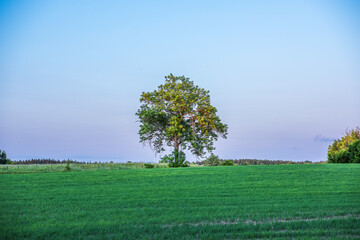 tree on a hill