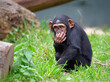 West African baby chimpanzee (Pan troglodytes verus) playing with a rope. Blurred background. Selective focus.
