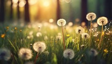 Forest Meadow With Fresh Green Grass And Dandelions At Sunset Selective Focus Beautiful Summer Nature Background