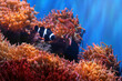 Black Ocellaris Clownfish (Amphiprion ocellaris) - Marine Fish