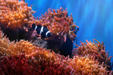 Fototapeta Do akwarium - Black Ocellaris Clownfish (Amphiprion ocellaris) - Marine Fish