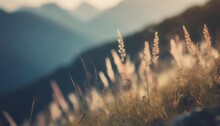 Wild Grass In The Mountains At Sunset Macro Image Shallow Depth Of Field Vintage Filter Summer Nature Background