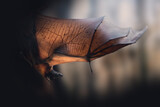Fototapeta Nowy Jork - Large Flying Fox (Pteropus vampyrus) with open wings