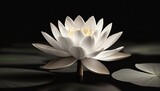 Fototapeta  - white lotus flower on black background