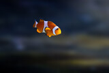 Fototapeta Uliczki - Ocellaris Clownfish (Amphiprion ocellaris) - Marine Fish