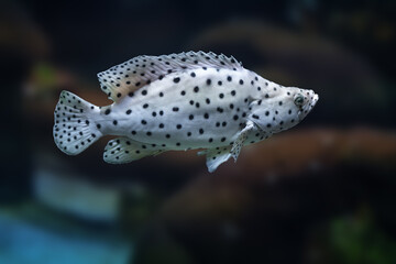 Wall Mural - Panther Grouper fish (Cromileptes altivelis) or Humpback Grouper