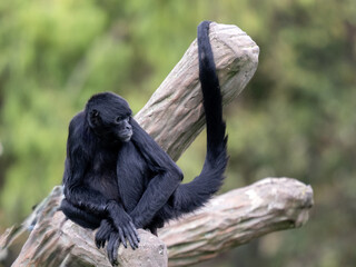 Wall Mural - Spider Monkey, Ateles geoffroyi rufiventris, sits with a bent limb, and looks to the countryside. Colombia