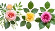 set of floral branch flower pink yellow rose green leaves botanical wildflowers arrangements