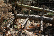 Tronchi seccati di alberi abbattuti nel bosco di Campiglia di La Spezia