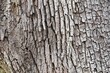 texture bark of live oak tree