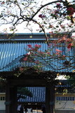 Fototapeta Dziecięca - お寺で咲くサルスベリの花がある風景　龍口寺