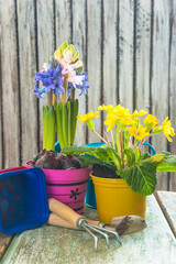 Wall Mural - Spring gardening concept; spring flowers (hyacinth, primroses) in flower pots, gardening tools on a wooden background; vertical picture