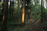 Fototapeta Dziecięca - 森の木々に当たる日差し