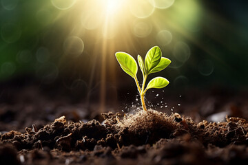 seeds growing from fertile soil to shining morning sunlight, ecology concept