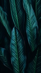  4K Colorful leaf AMOLED Wallpaper for Mobile