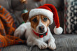 Dog With A Santa Hat And A Red Collar Sitting On A Couch