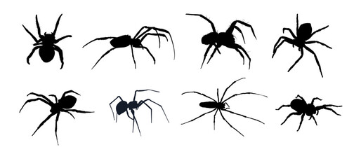 Wall Mural - set of spider silhouette isolated