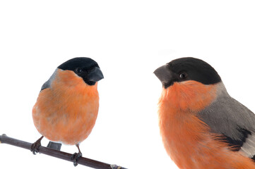 Poster - portrait female bullfinch isolated on white background