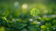 St. Patrick's Day Blessing: Four-Leaf Clover Symbolism