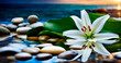 lily flower sea and stones. Selective focus.