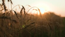 Golden Wheat Field, Agriculture, Farm, Young Fresh Ear Wheat, Field Farm Sunset, Dawn Field, Farm Grain Business, Grain Industrial Production, Grain Harvest, Landscape Nature Sunset, Eco, Industry