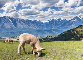 Canvas Print - landscape with lamb on grazing near high mountains