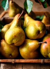 Wall Mural - pear harvest close-up on the table. Selective focus.