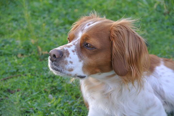 Poster - Spaniel breton