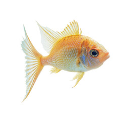 Wall Mural - Golden Orange Freshwater Fish Isolated
