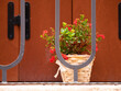 Flower with red flowers on a background of red wooden shutters. Window flowerpot decoration. Flowering plant in a pot behind the iron bars on the window. Rovinj, Croatia - February 29, 2024
