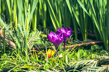 Wall Mural - spring crocus flowers in spring