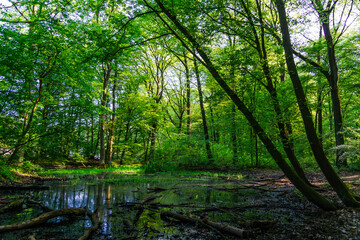  View over a pond into a forest with fresh greenery.