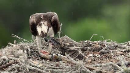 Wall Mural - Osprey feeding her babies in a nest on a rainy day