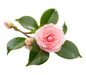 Wall Mural - Camellia flower isolated on white background