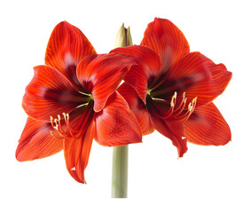 Wall Mural - Amaryllis Flower isolated on transparent background. PNG file