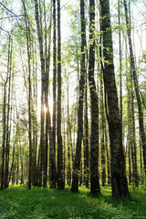 Poster - green trees with young foliage in spring forest, beautiful natural background. Spring landscape in sunny day.