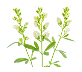 Wall Mural - Baptisia Flower isolated on transparent background. PNG file