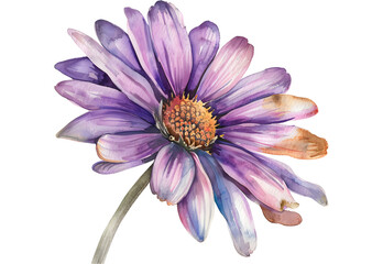 Wall Mural -  watercolor Painted Daisy isolated on transparent background. PNG file