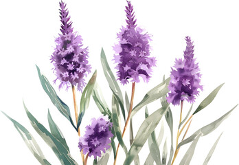 Wall Mural - flowers Liatris watercolor isolated on transparent background. PNG file