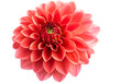 Pink dahlia Flower Isolated on White Background