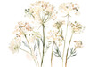 A queen annes lace watercolor isolated on transparent background. PNG file