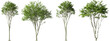 Serene green trees environmental clipart on transparent backgrounds 3d illustrations png