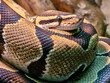 	
Tiger's python or morelia spilota snake with beautiful skin snake texture close up. Reticulated python is non venomous snake.	