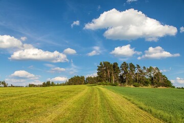 Wall Mural - summer landscape with meadow, field