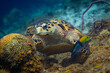 Hawksbill Turtle and Wrasse in Curaçao