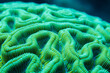 Brain Coral Texture