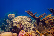 Elkhorn Coral at Oostpunt / Eastpoint, Curaçao 
